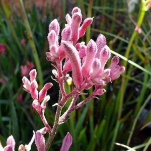 Anigozanthos - Kangaroo Paw