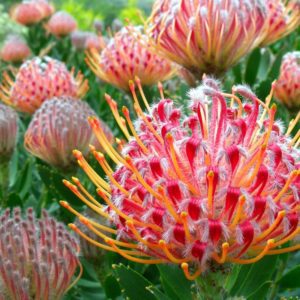 Leucospermum