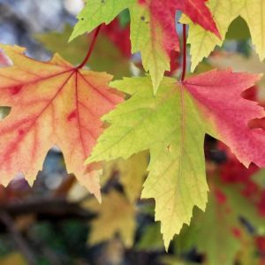 Maples