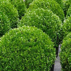 Buxus - Box Spheres
