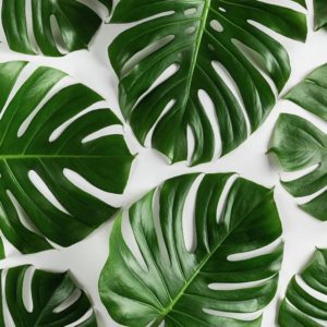 Indoor - Monstera