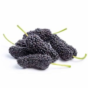 Bare Root - Mulberry