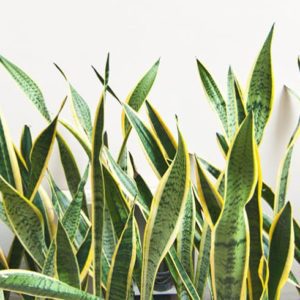 Indoor - Sansevieria - Mother In Laws Tongue