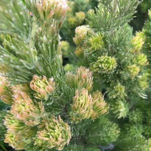 Adenanthos