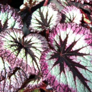 Begonia