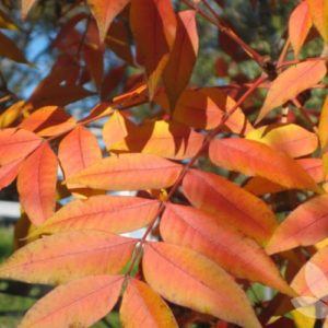 Bare Root - Ornamental Pistachio