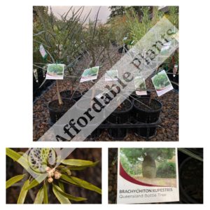 Brachychiton - Mixed Varieties
