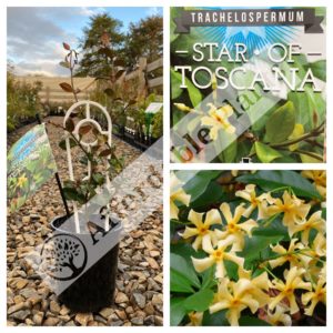 Star Of Toscana