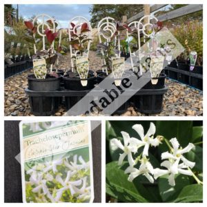 Chinese Star Jasmine
