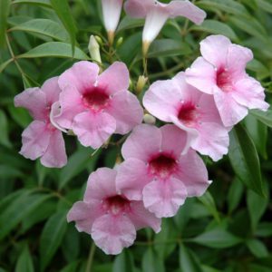 Pandorea