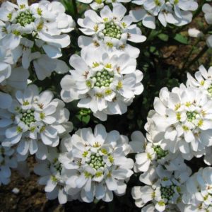 Iberis