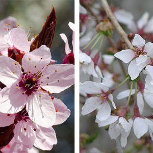 Bare Root - Weeping Cherry