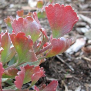Adenanthos Cuneatus