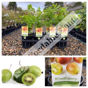 Kiwiberry