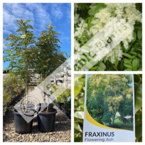Flowering Ash