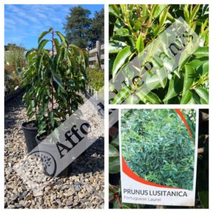 Portuguese Laurel