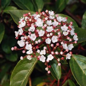 Viburnum