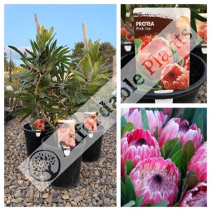 Protea