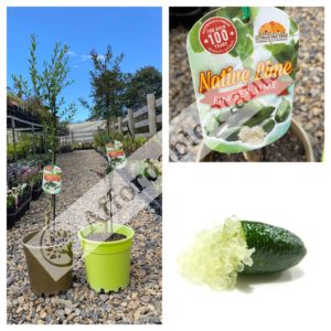 Finger Lime