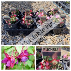 Fushia