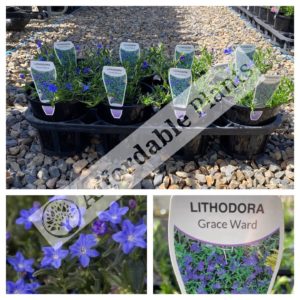 Lithodora