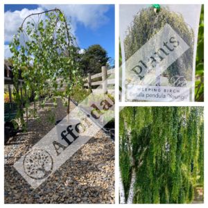 Weeping Silver Birch