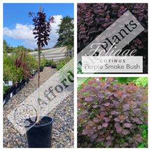 Cotinus - Purple Smoke Bush