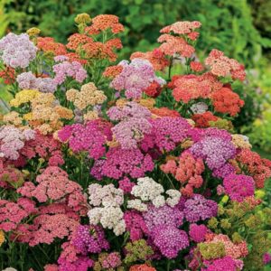 Achillea