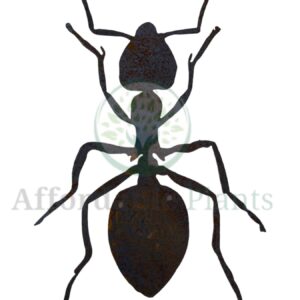 Ant